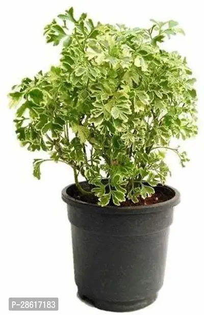 Platone Aralia Plant Aralia Variegated Mini Plant