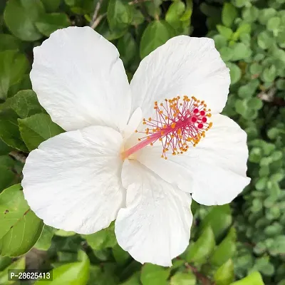 Platone Hibiscus Plant Hibiscus White Live Flower Plant Disha-220471