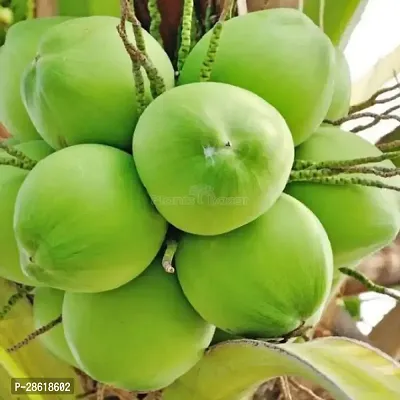 Platone Coconut Plant Green Vietnam coconut plant Tree-thumb0