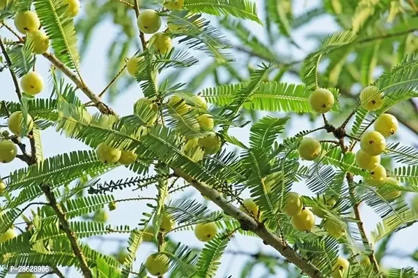 Platone Amla Plant Healthy Amla live plant