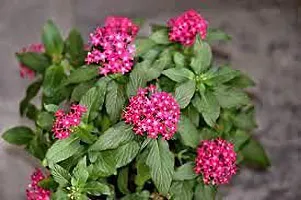 Platone Draffe Plant Pentas Plant Pink - Flowering Plants Flowers Garden Live Plant Nursery Indoor Outdoor Living Plants-thumb2