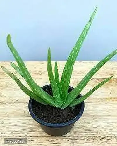 Platone Aloe Vera Plant Aloe Vera Plant 003-thumb0