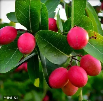 Platone Berry Plant Karonda PlantKarmocha Live Plant.