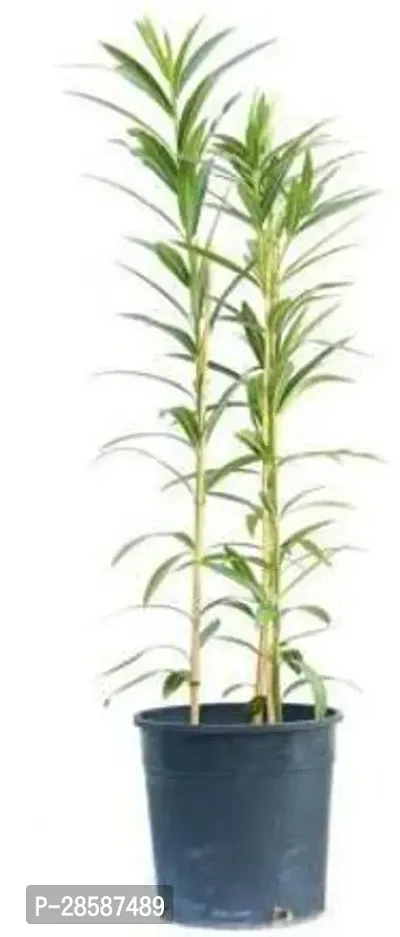 Platone Oleander Plant oleander93