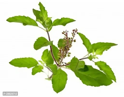 Platone Tulsi Plant GSD2017K112-thumb0