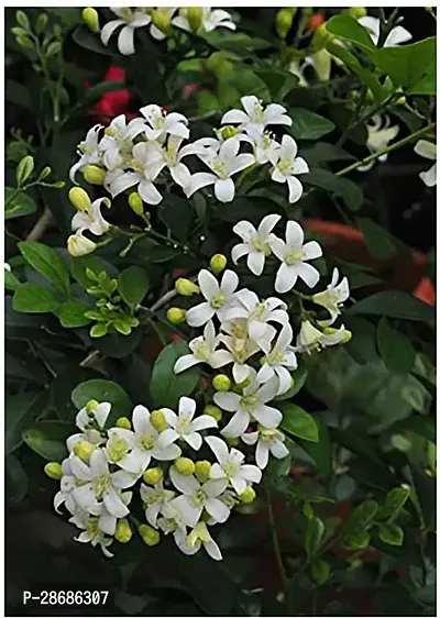 Platone Night Bloom Jasmine Plant Gardens Flower Live Plant - Sooper Fragrent Little Orange Jasmine Flower Plant (1 Healthy Live Plant)