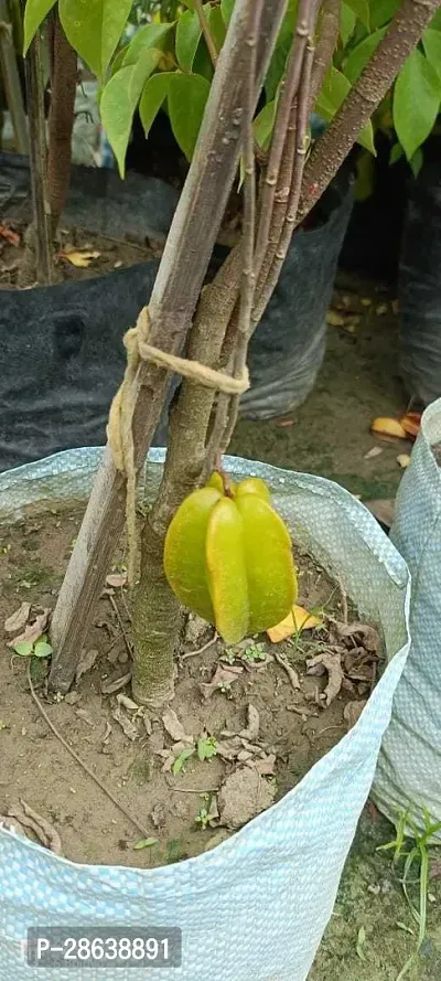 Platone Carmona Plant carambola plant