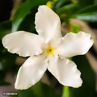 Platone Jasmine Plant Jasmine Crepe Jasmine Chinese Tagor Night Blooming Jasmine Plant Disha-0008999911111211