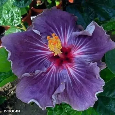 Platone Hibiscus Plant hibiscus plant 202-thumb0