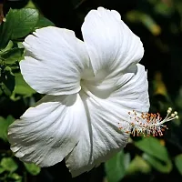 Platone Hibiscus Plant White Hibiscus-thumb1