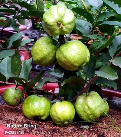 Platone Guava Plant Guava plant88