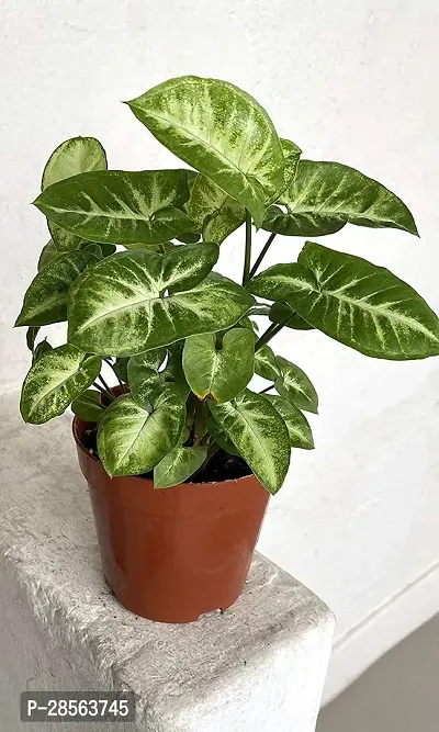 Platone Syngonium Plant Syngonium Pixie Indoor Plant with Pot-thumb0