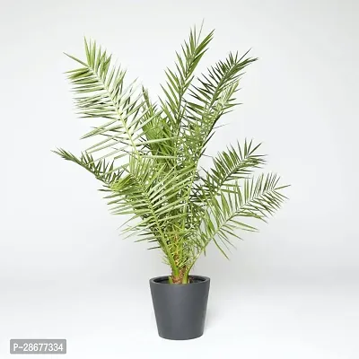 Platone Phoneix Palm Plant Phoenix DATE PALM PLANT-0104-thumb0