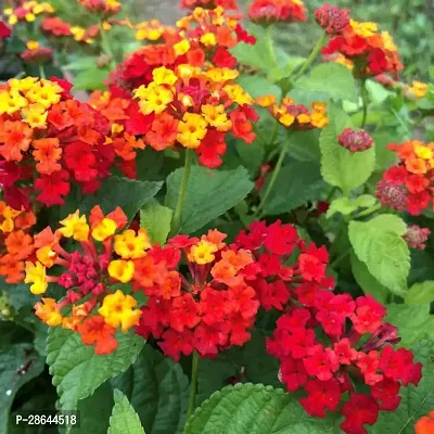 Platone Lantana Plant ltena43