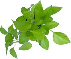 Platone Money Plant MONEY PLANT WITHLIVELIGHTGREEN LEAVES-thumb1