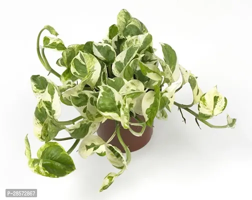 Platone Money Plant MONEY.VAR