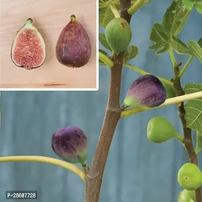 Platone GularCluster Fig Plant Turkish Fig Live Plant Produced by Air Layered Method CF108-thumb0