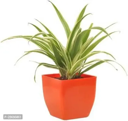 Platone Spider Plant FAMPP06 Spider Plant-thumb0