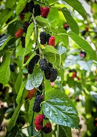 Platone ShahtootMulberry Plant Hybrid Mulberry plant33-thumb1