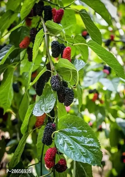 Platone ShahtootMulberry Plant Hybrid Mulberry plant33-thumb2