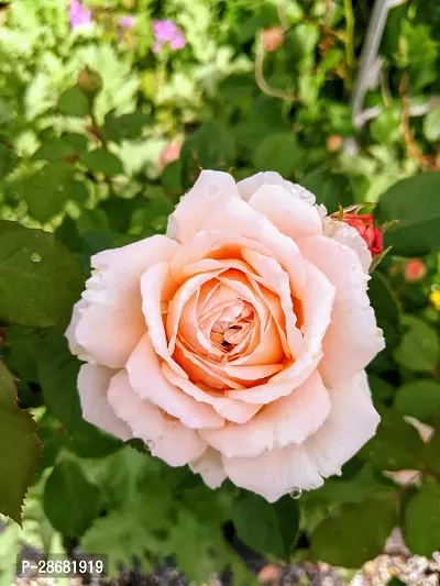 Platone Rose Plant Hybrid Live Rose PlantCF0159-thumb0