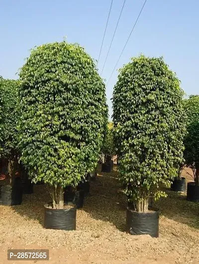 Platone Ficus Plant 109