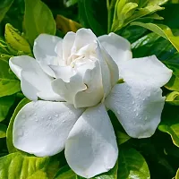 Platone Jasmine Plant GardeniaJasmine Flower plant-thumb2