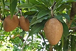 Platone Chiku Plant Live Fruit Hybrid Sapodilla SapotaLangchaChiku Chikoo Plant Very Sweet Fruit Healthy For Home Garden Plant (Chiku Plant 1)-thumb1