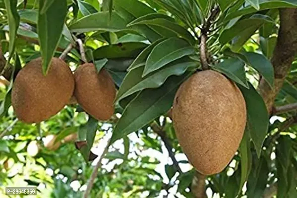 Platone Chiku Plant Live Fruit Hybrid Sapodilla SapotaLangchaChiku Chikoo Plant Very Sweet Fruit Healthy For Home Garden Plant (Chiku Plant 1)-thumb2