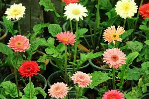 Platone Gerbera Plant GERBERA PLANT-Z22B-thumb2