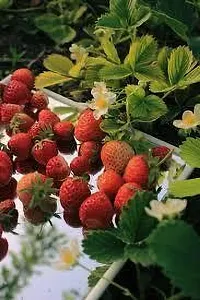 Platone Strawberry Plant STRAWBERRY PLANT OLP-thumb1