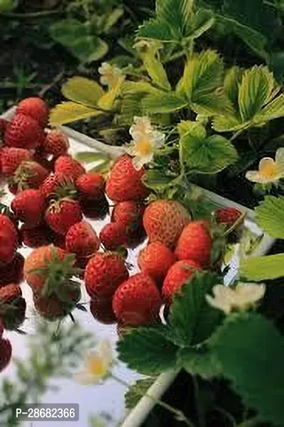 Platone Strawberry Plant STRAWBERRY PLANT OLP-thumb2