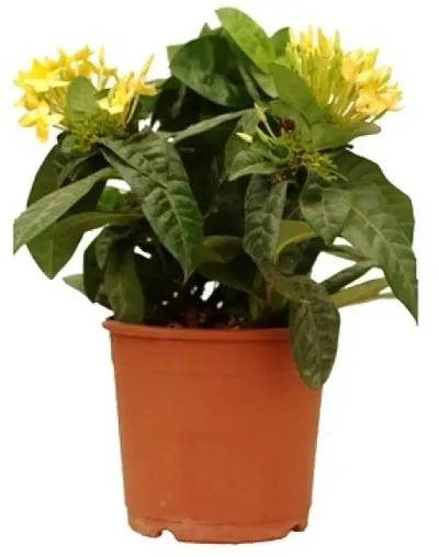 Hot Selling Plant & Planters 