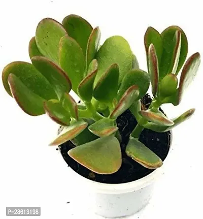 Platone Jade Plant Good Luck Jade Living Plant with Pot Lucky Air Purifier Feng Shui Green Decorative Beautiful Low Maintenance Indoor Plant 4rdquo; Height