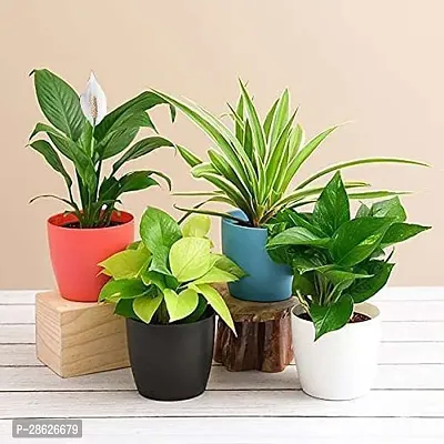 Platone Money Plant ZoomLp-1469