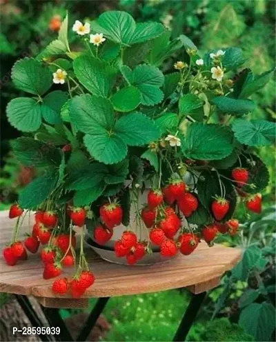 Platone Strawberry Plant strawberry plant-thumb0