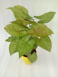 Platone Syngonium Plant VishNature Pink Syngonium Plant in Yellow Kohinoor Plastic PotFernsIndoor PlantOutdoor PlantAnniversaryOccasion-thumb2