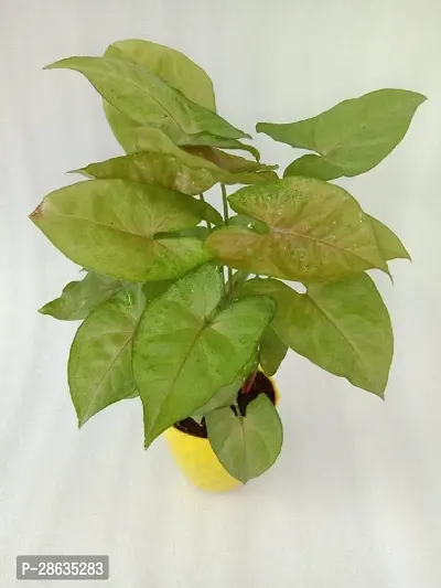 Platone Syngonium Plant VishNature Pink Syngonium Plant in Yellow Kohinoor Plastic PotFernsIndoor PlantOutdoor PlantAnniversaryOccasion-thumb3