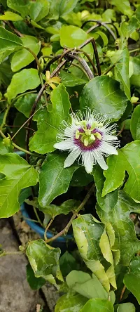 Platone Passion Plant Passion live plant-thumb2