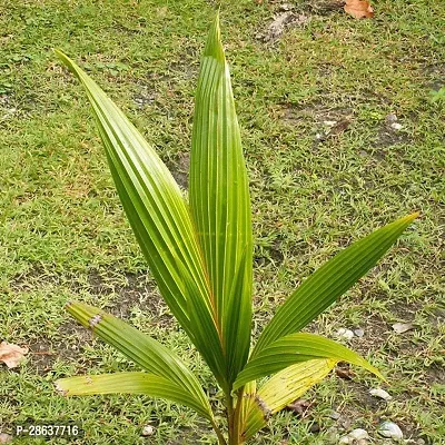 Platone Coconut Plant LJY81-thumb0