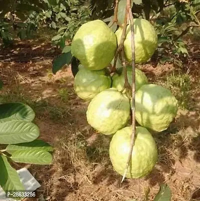 Platone Guava Plant Guava Plant ( Guatemala Guava Amrud Plant )