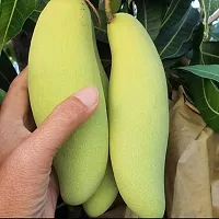 Platone Mango Plant Banana Mango Plant Live-thumb2