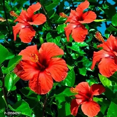 Platone Hibiscus Plant Hibiscus plant 37