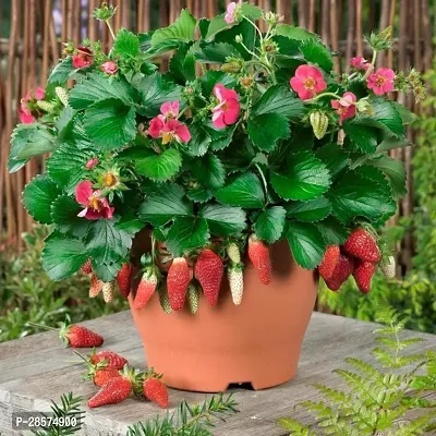 Platone Strawberry Plant EN-DQ-19