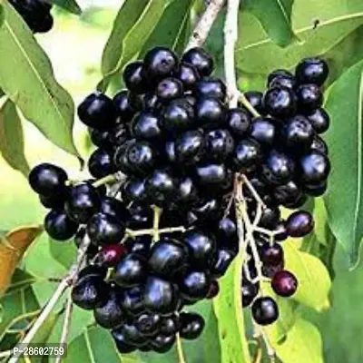 Platone Jamun Plant Jamun Hybrid Plant Tree-thumb0