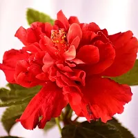 Platone Hibiscus Plant Hibiscus, Gudhal Flower(Red)plant-thumb1