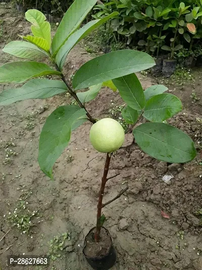 Platone Guava Plant BARAIPUR GUAVA PLANT-24