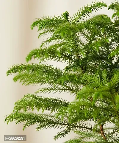 Platone Christmas Tree Plant Christmas Tree Plant (Norfolk Pine Tree)-thumb3