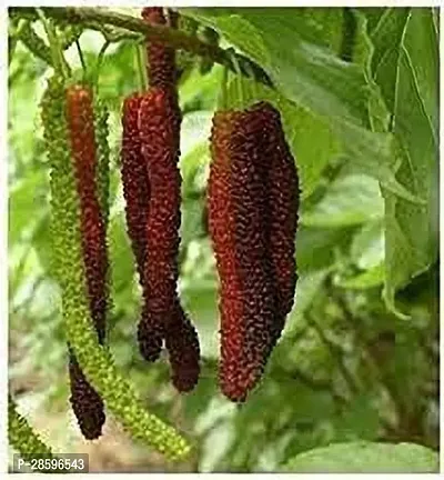 Platone ShahtootMulberry Plant sahtoot3