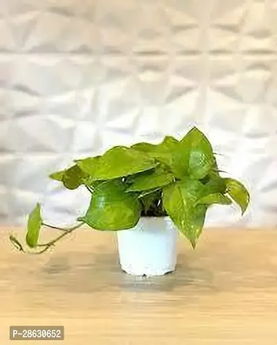 Platone Money Plant MONEY PLANT DSD